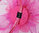 Fuchsia Pink Fascinator on Headband Alice Band